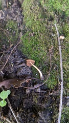 Inocybe