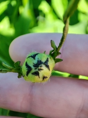 Cephalaria litvinovii