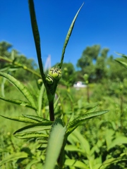 Cephalaria litvinovii