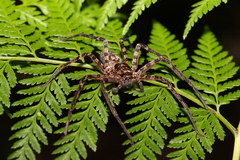 Heteropoda procera