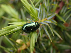 Plagiosterna formosana