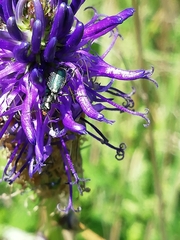Cordylepherus viridis