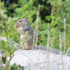 Otospermophilus variegatus utah