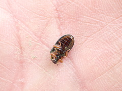 Plagiosterna formosana