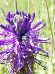 Cordylepherus viridis
