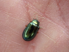 Plagiosterna formosana