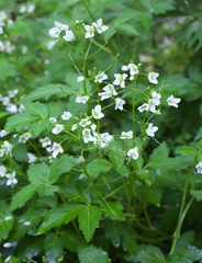 Cardamine appendiculata