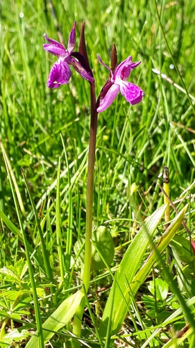 Image of Dactylorhiza traunsteineri by (c) Alessia Guggisberg, some rights reserved (CC BY)
