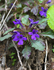 Ajuga makinoi