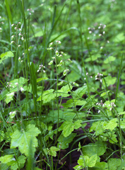 Tiarella polyphylla