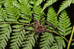 Heteropoda procera
