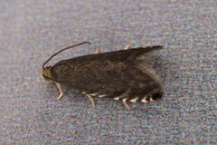Pammene germmana