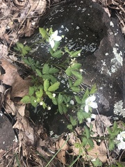 Rubus
