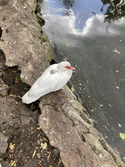 Cairina moschata domestica