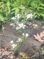 Rubus
