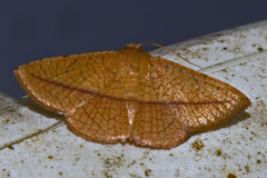 Striglina