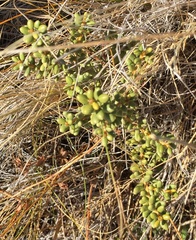Olearia cymbifolia