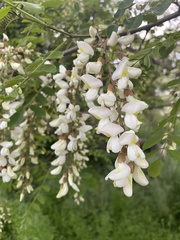 Robinia pseudoacacia