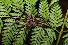 Heteropoda procera