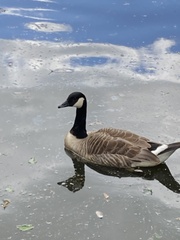 Branta canadensis