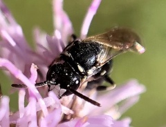 Hylaeus
