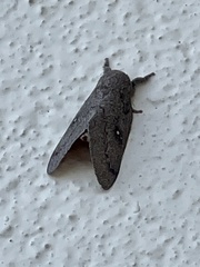 Gloveria arizonensis