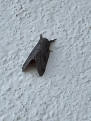 Gloveria arizonensis