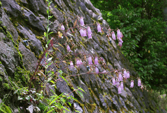 Campanula punctata hondoensis