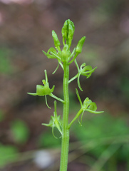 Liparis kumokiri