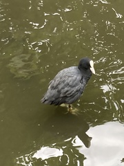 Fulica atra
