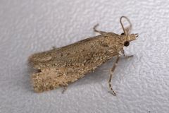 Epiblema grandaevana