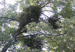 Phoradendron leucarpum tomentosum