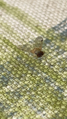 Chrysopilus modestus