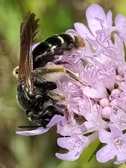 Andrena hattorfiana