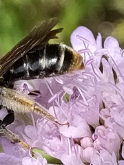 Andrena hattorfiana