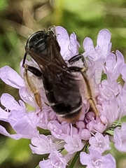 Andrena hattorfiana