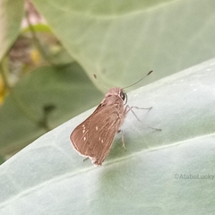 Torbenlarsenia gemella