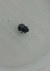 Onthophagus nuchicornis