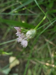Allium angulosum