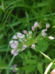 Allium angulosum