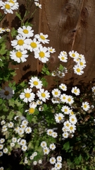 Tanacetum parthenium