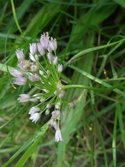Allium angulosum