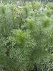 Tripleurospermum inodorum