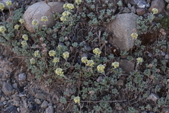 Artemisia glomerata