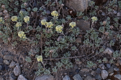 Artemisia glomerata