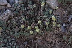 Artemisia glomerata