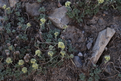 Artemisia glomerata