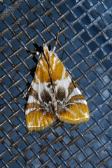 Macaretaera hesperis