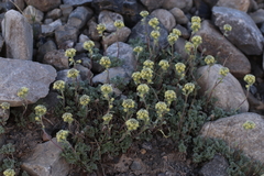 Artemisia glomerata