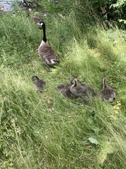 Branta canadensis